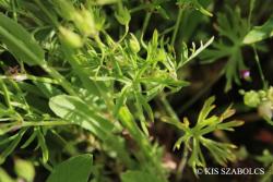 Geranium dissectum L. 3.Image