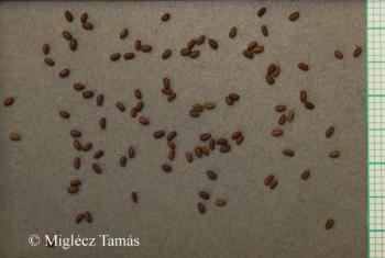 Geranium dissectum L. 4.Image