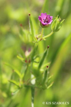 Geranium dissectum L. 2.Image