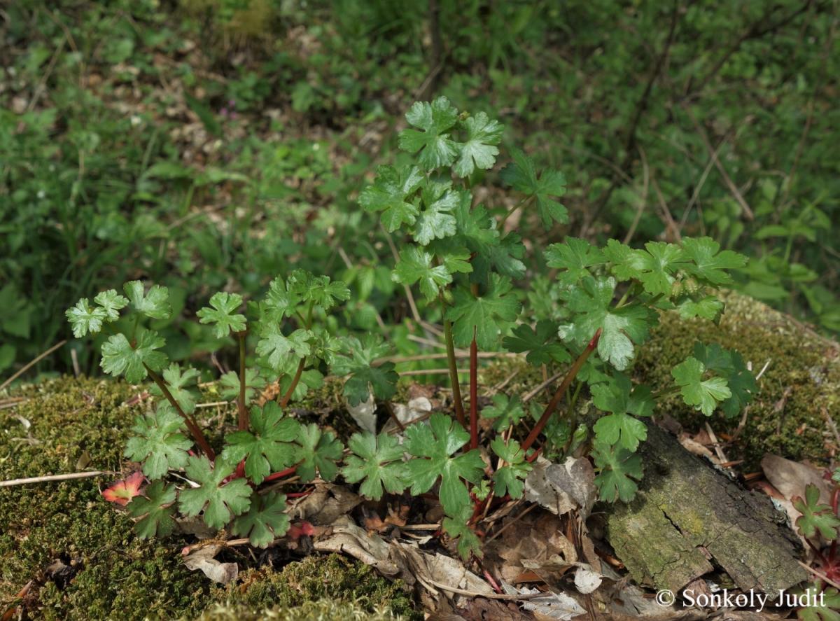 Geranium lucidum L.
