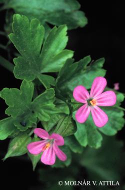 Geranium lucidum L. 2.Image