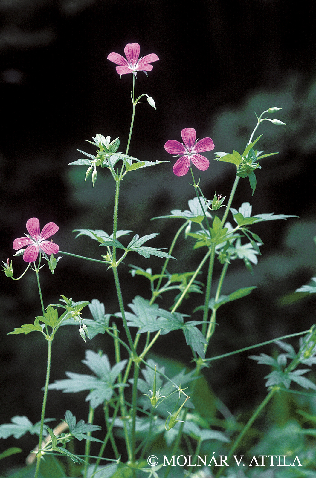 Geranium palustre E. Torner