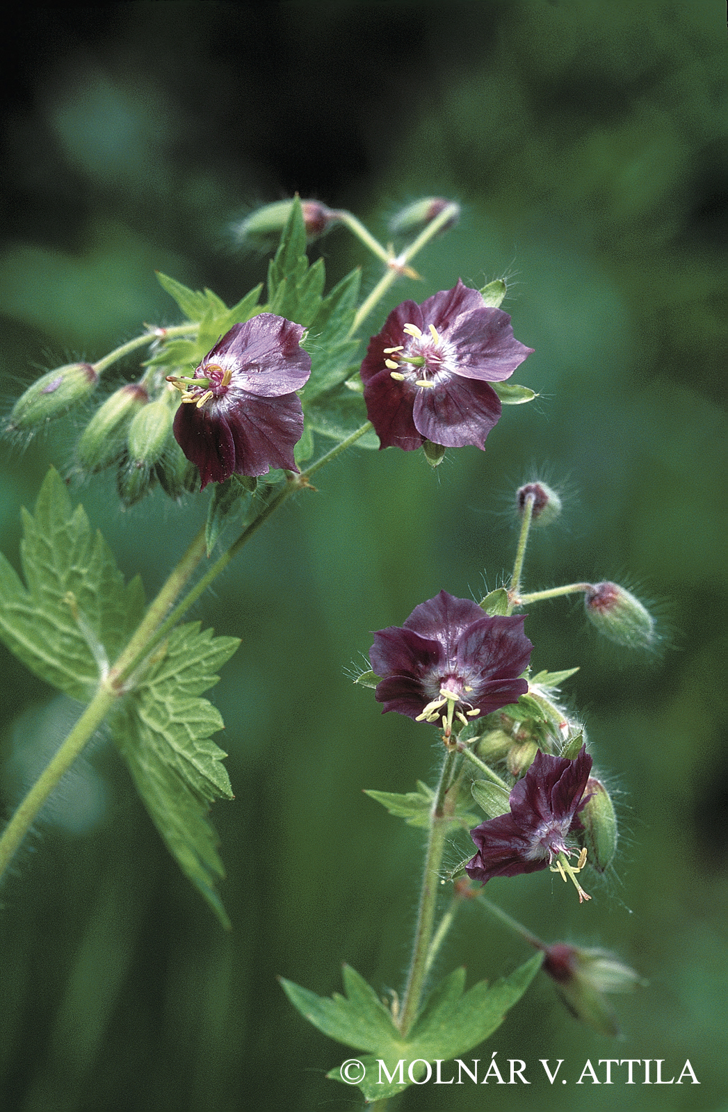 Geranium phaeum L.
