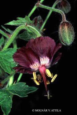 Geranium phaeum L. 2.Image