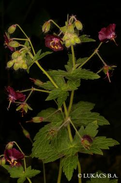 Geranium phaeum L. 3.Image