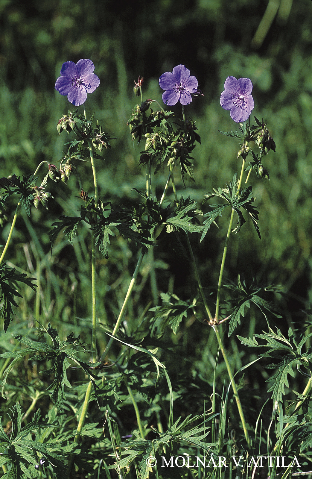 Geranium pratense L.