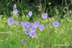 Geranium pratense L. 3.Image