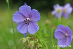 Geranium pratense L. 2.Image