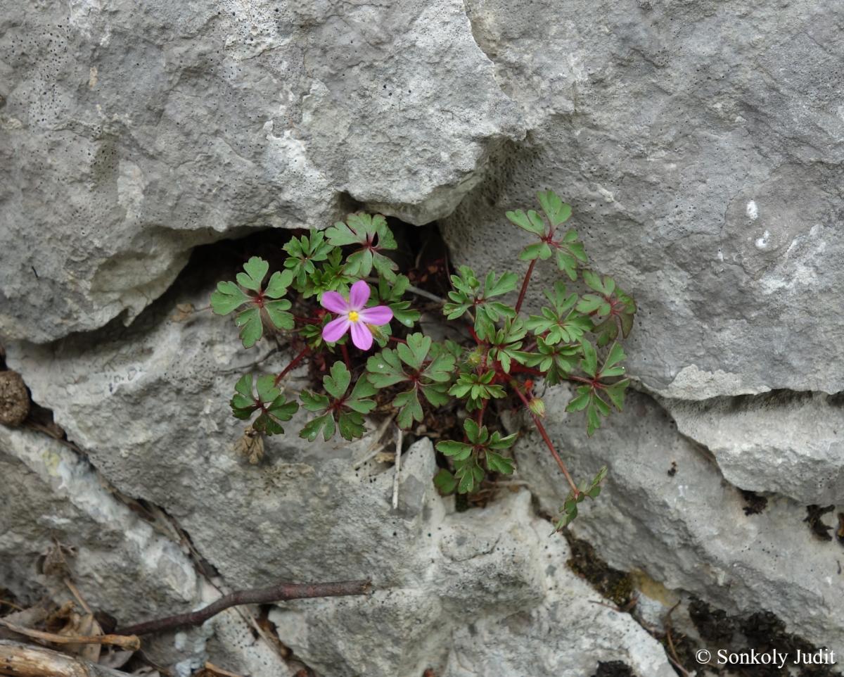 Geranium purpureum Vill.
