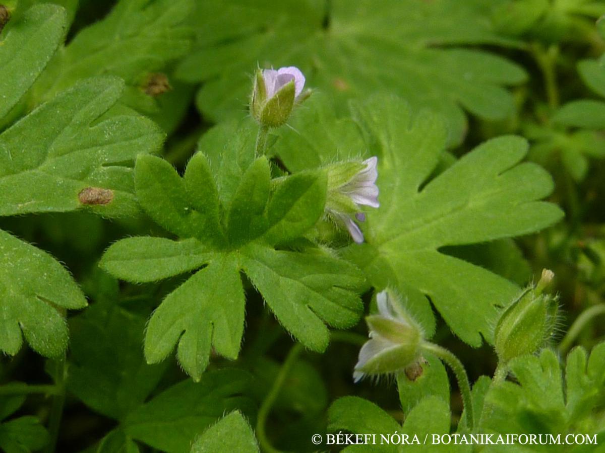 Geranium pusillum Burm. f.