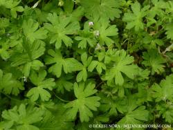Geranium pusillum Burm. f. 2.Image