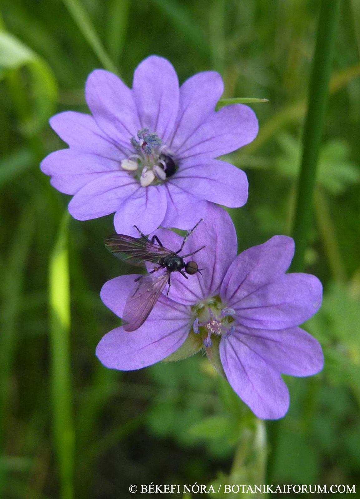 Geranium pyrenaicum Burm. f.