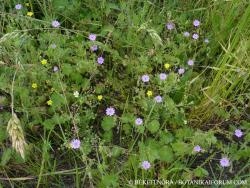 Geranium pyrenaicum Burm. f. 2.Image