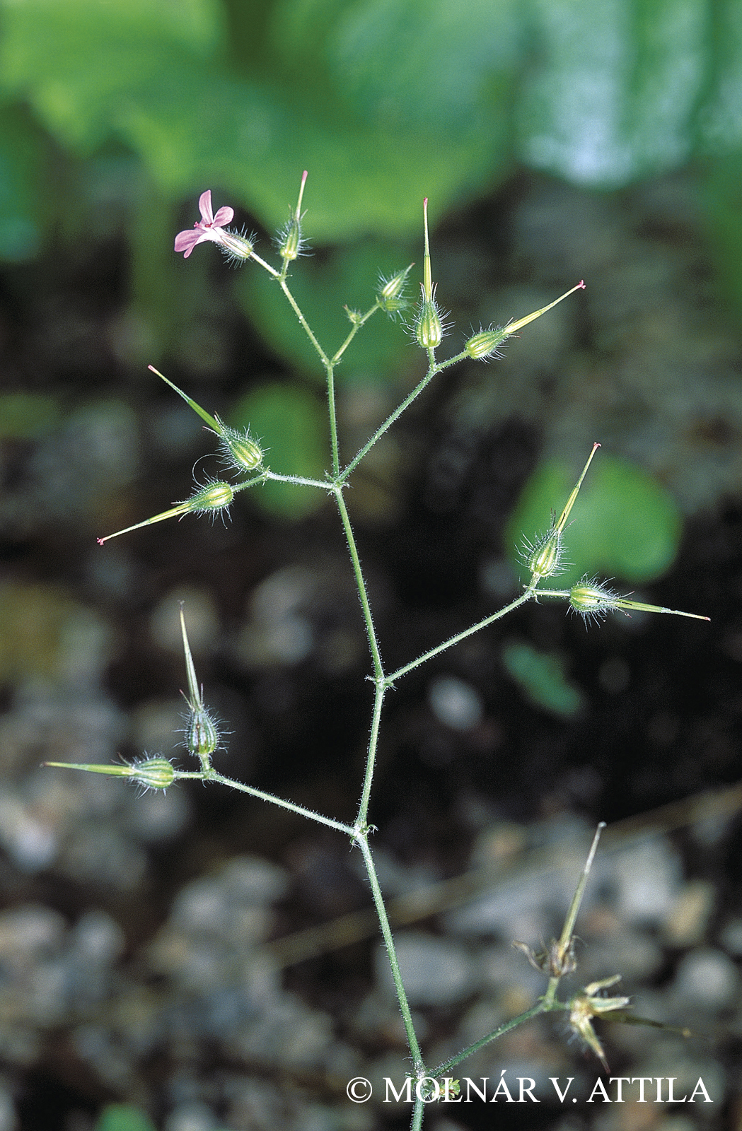 Geranium robertianum L.