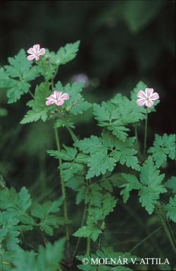 Geranium robertianum L. 2.Image