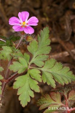 Geranium robertianum L. 3.Image