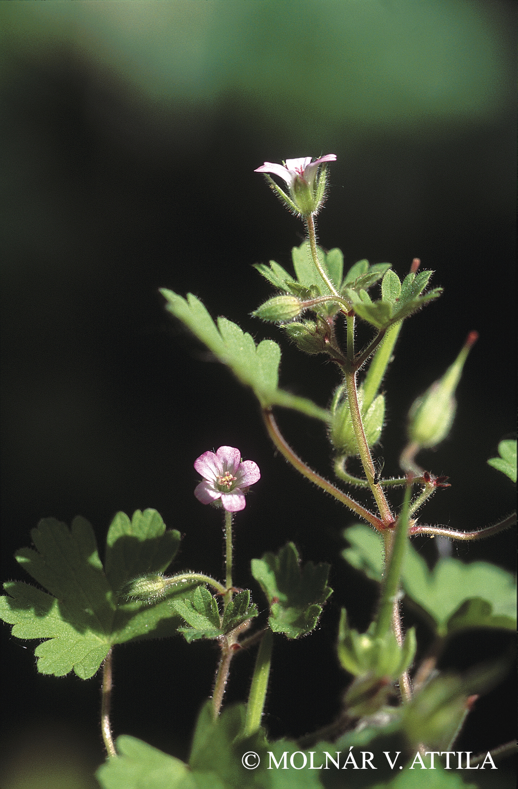 Geranium rotundifolium L.