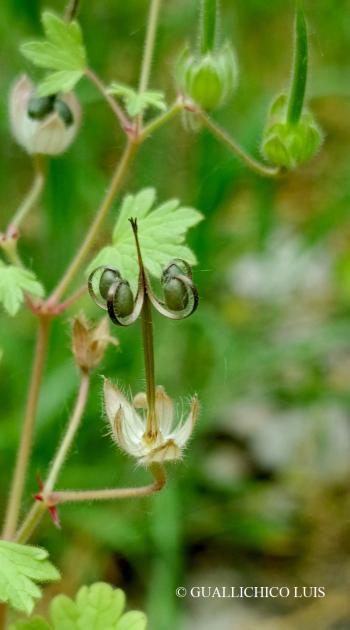 Geranium rotundifolium L. 3.Kép