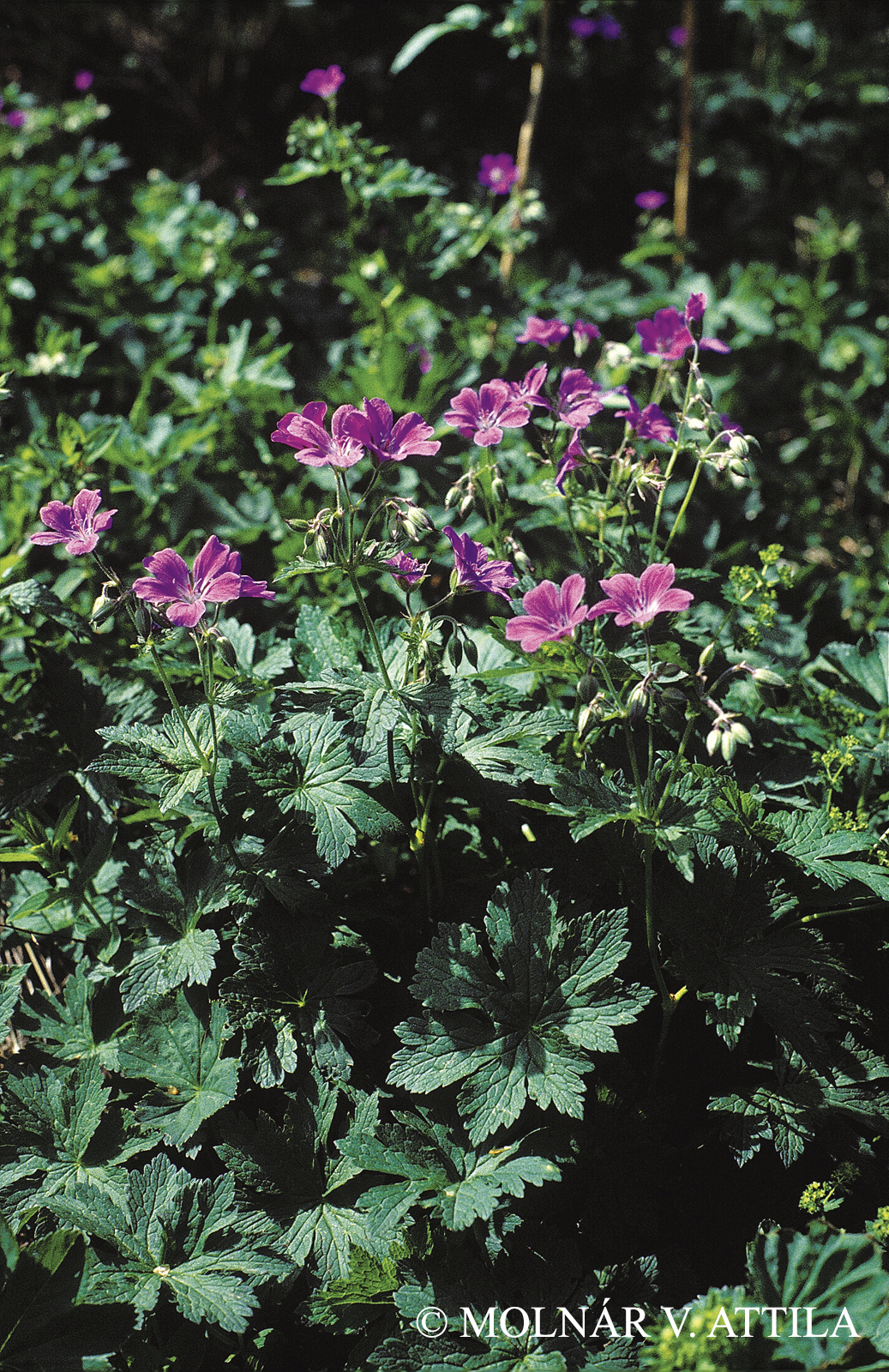 Geranium sylvaticum L.