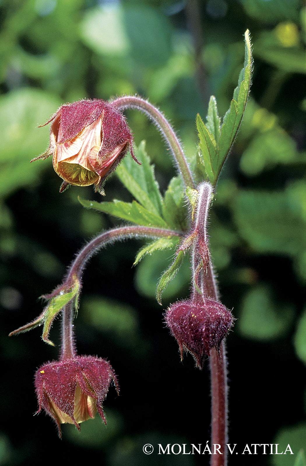 Geum rivale L.