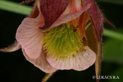 Geum rivale L. 3.Image