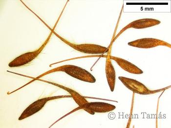 Geum rivale L. 4.Image