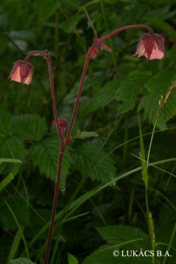 Geum rivale L. 2.Image