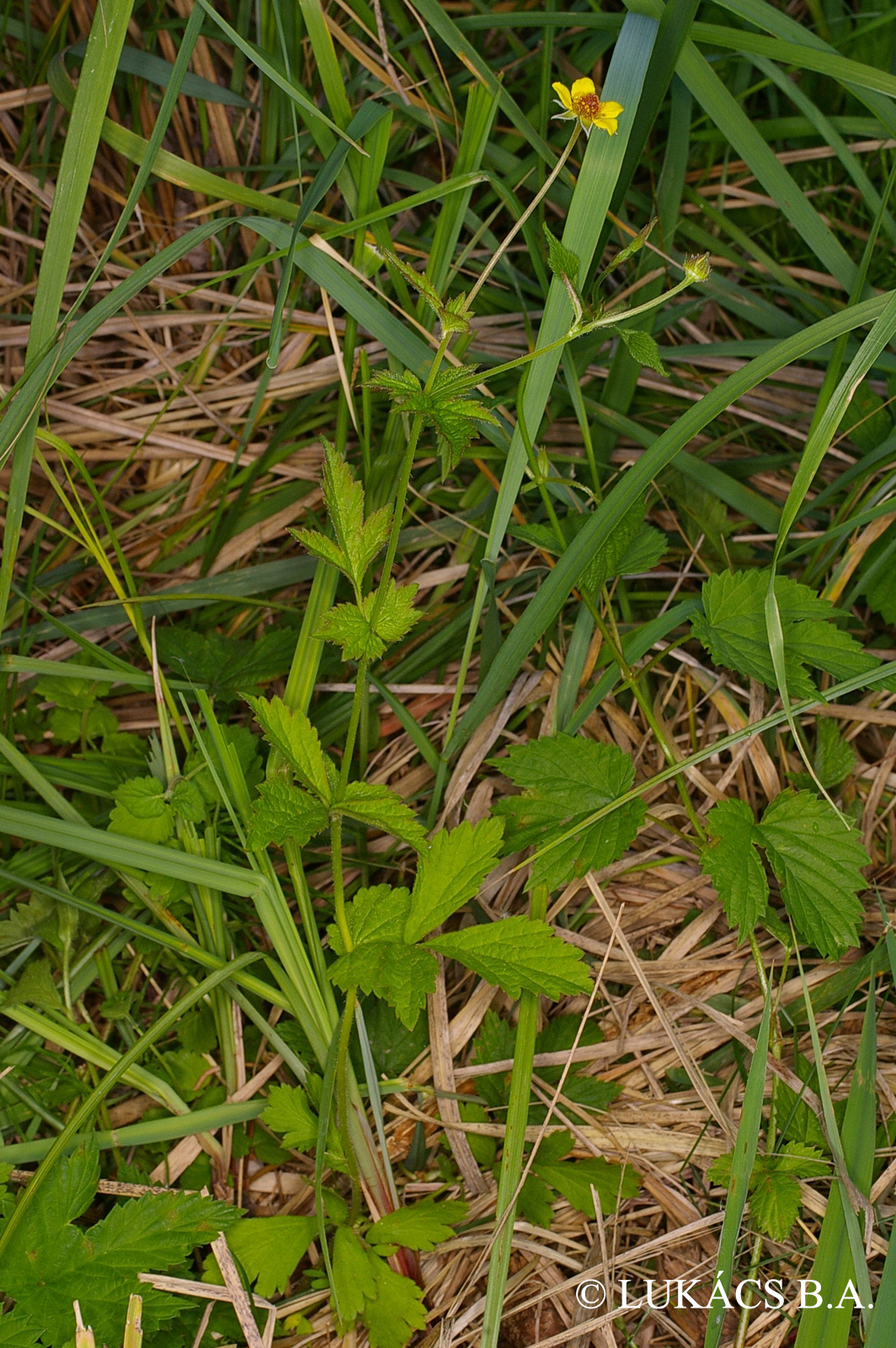 Geum urbanum L.