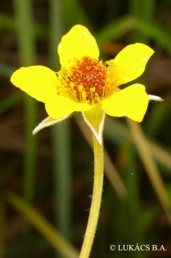 Geum urbanum L. 2.Image