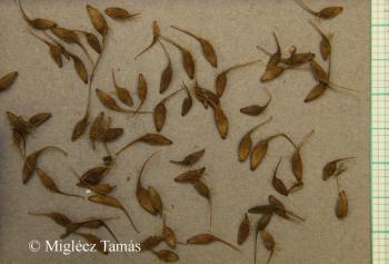 Geum urbanum L. 3.Image