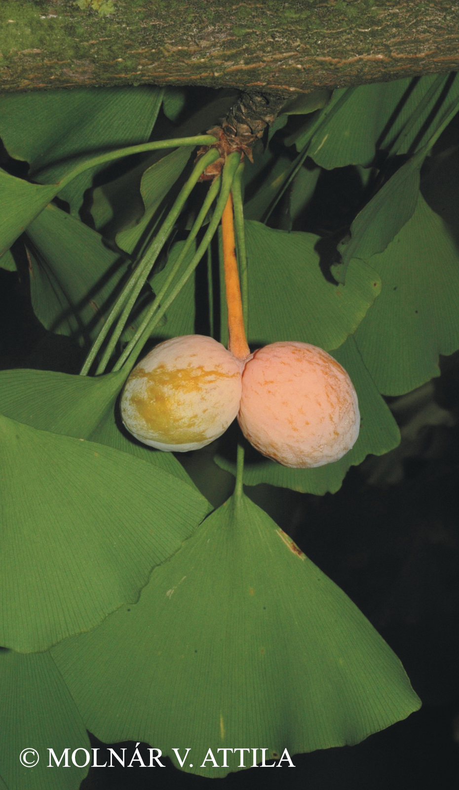 Ginkgo biloba L.