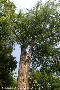 Ginkgo biloba L. 2.Kép