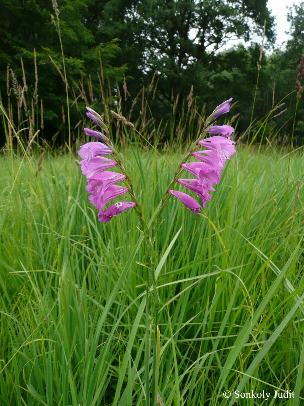Gladiolus imbricatus L.