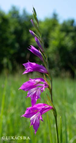 Gladiolus imbricatus L. 2.Image