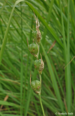 Gladiolus imbricatus L. 3.Image