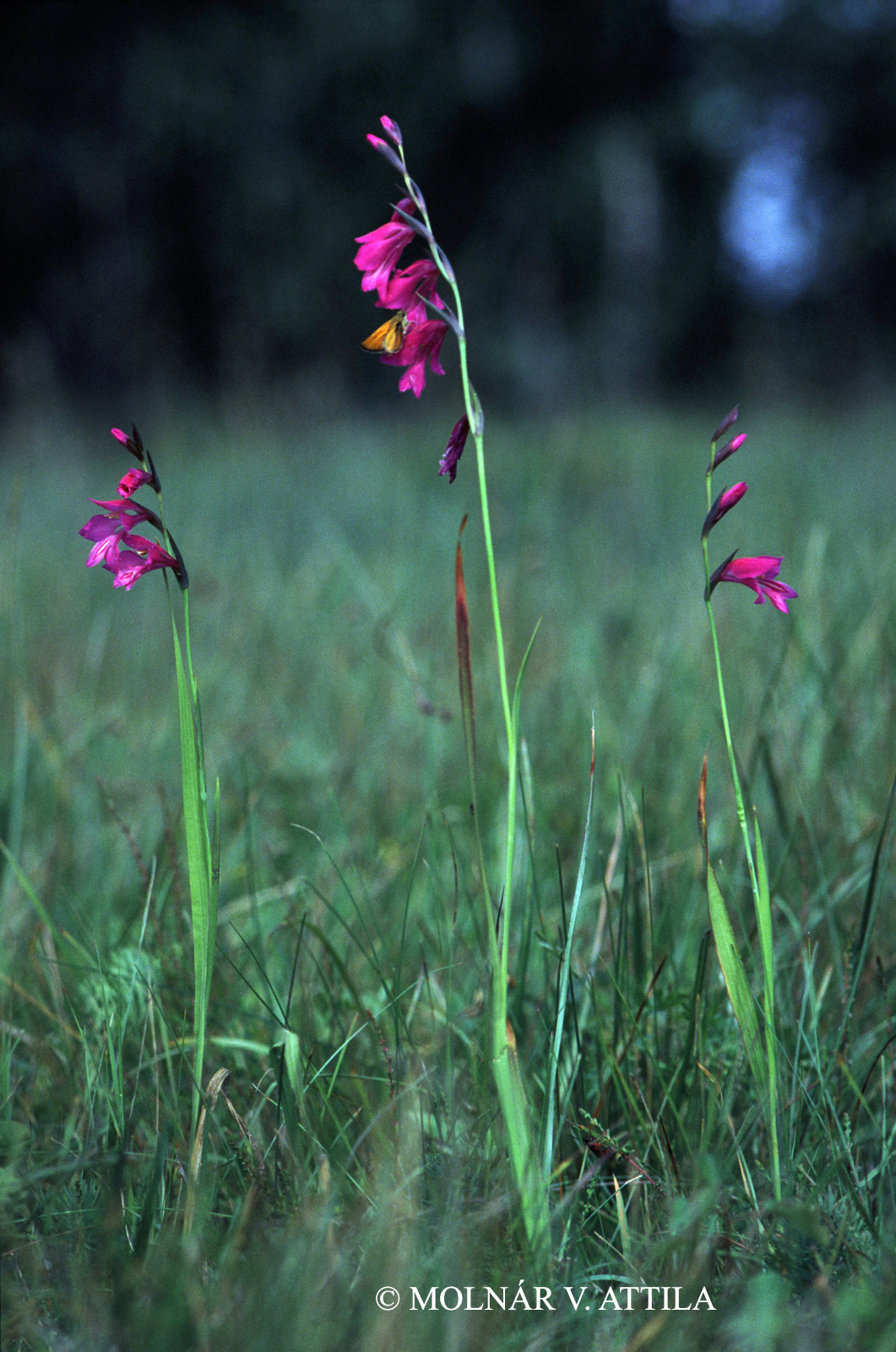 Gladiolus palustris Gaudin