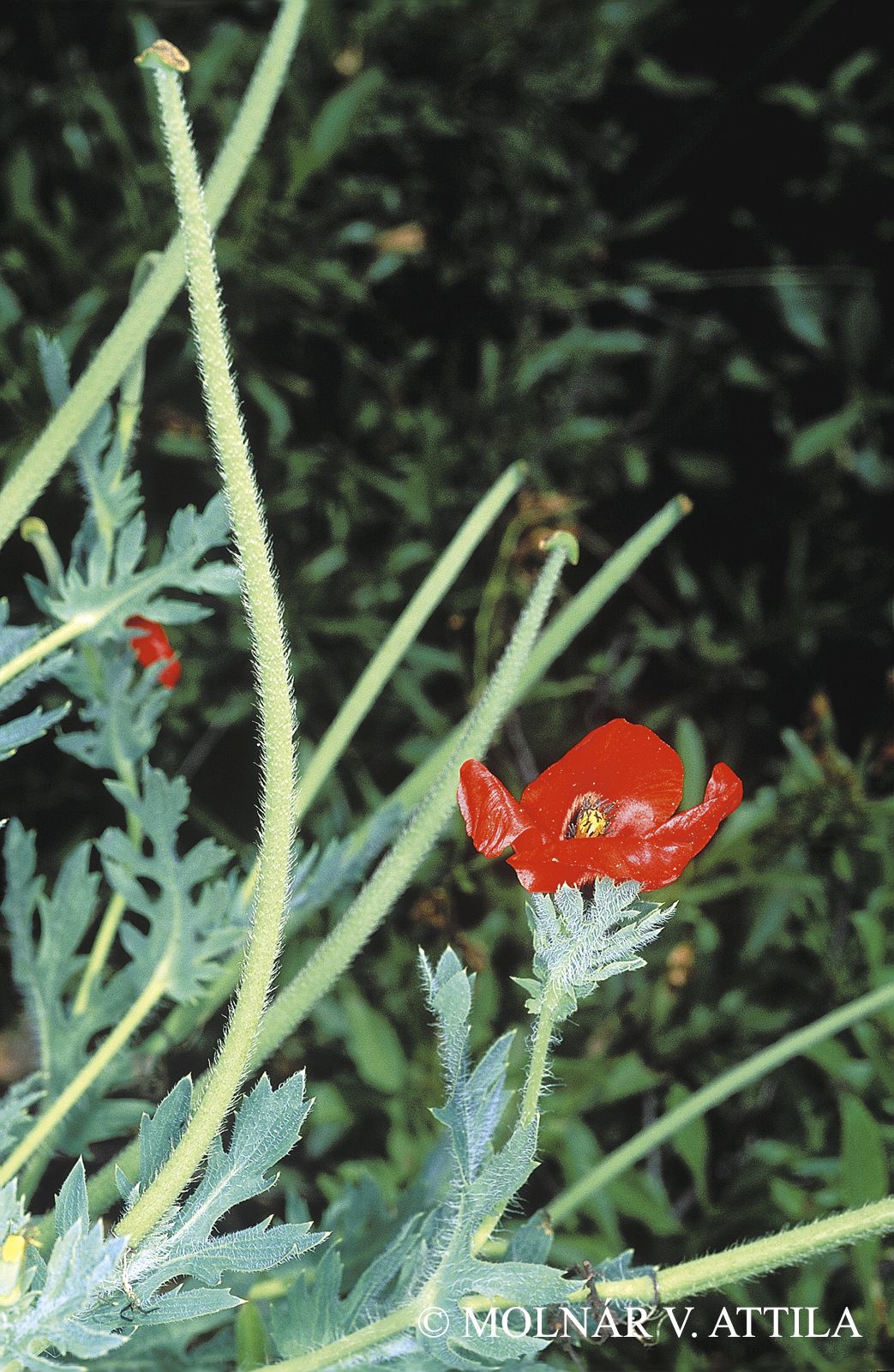 Glaucium corniculatum (L.) Rudolph