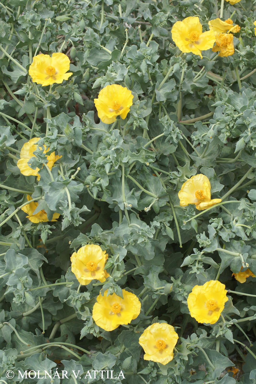 Glaucium flavum Crantz