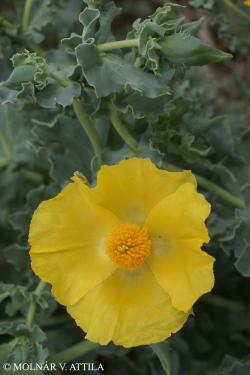 Glaucium flavum Crantz 2.Image