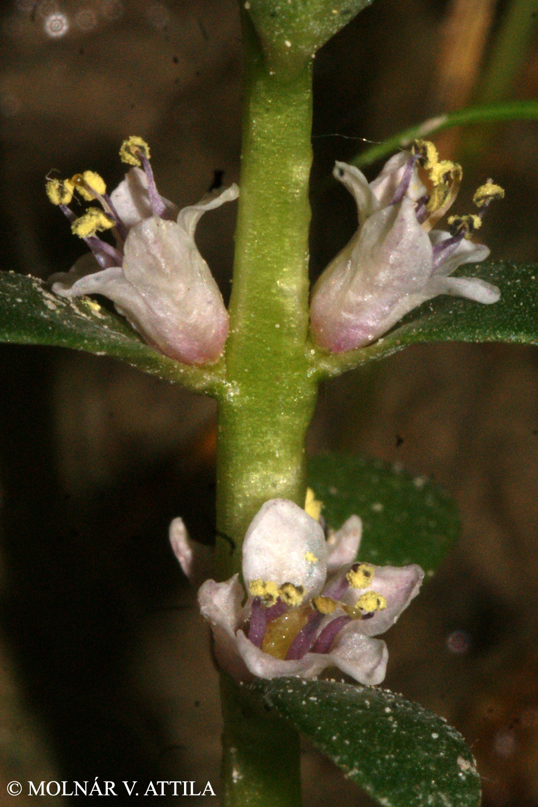 Glaux maritima L.