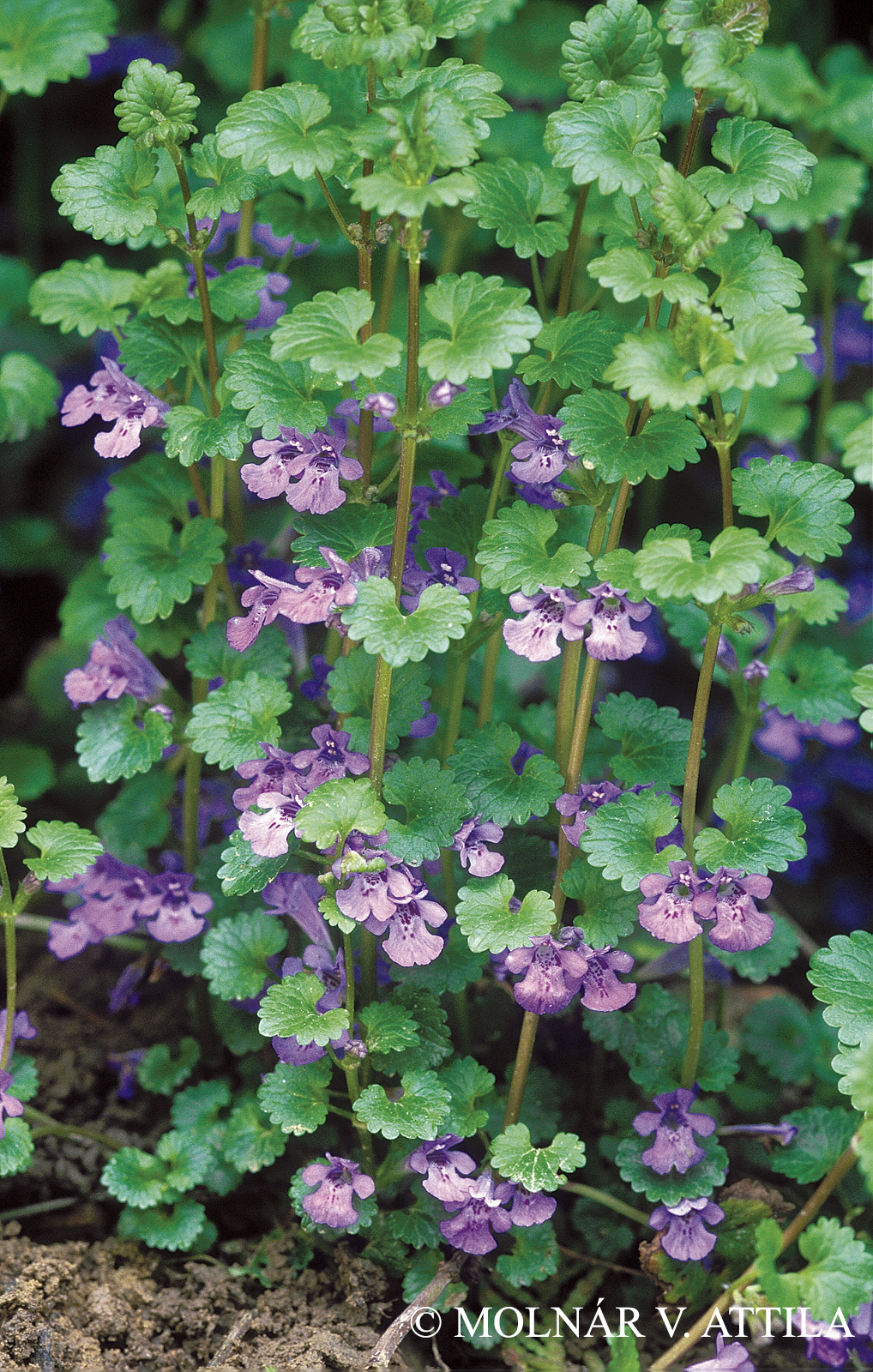 Glechoma hederacea L.