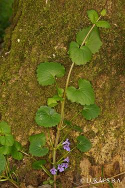 Glechoma hederacea L. 3.Image