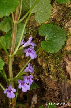 Glechoma hederacea L. 2.Image