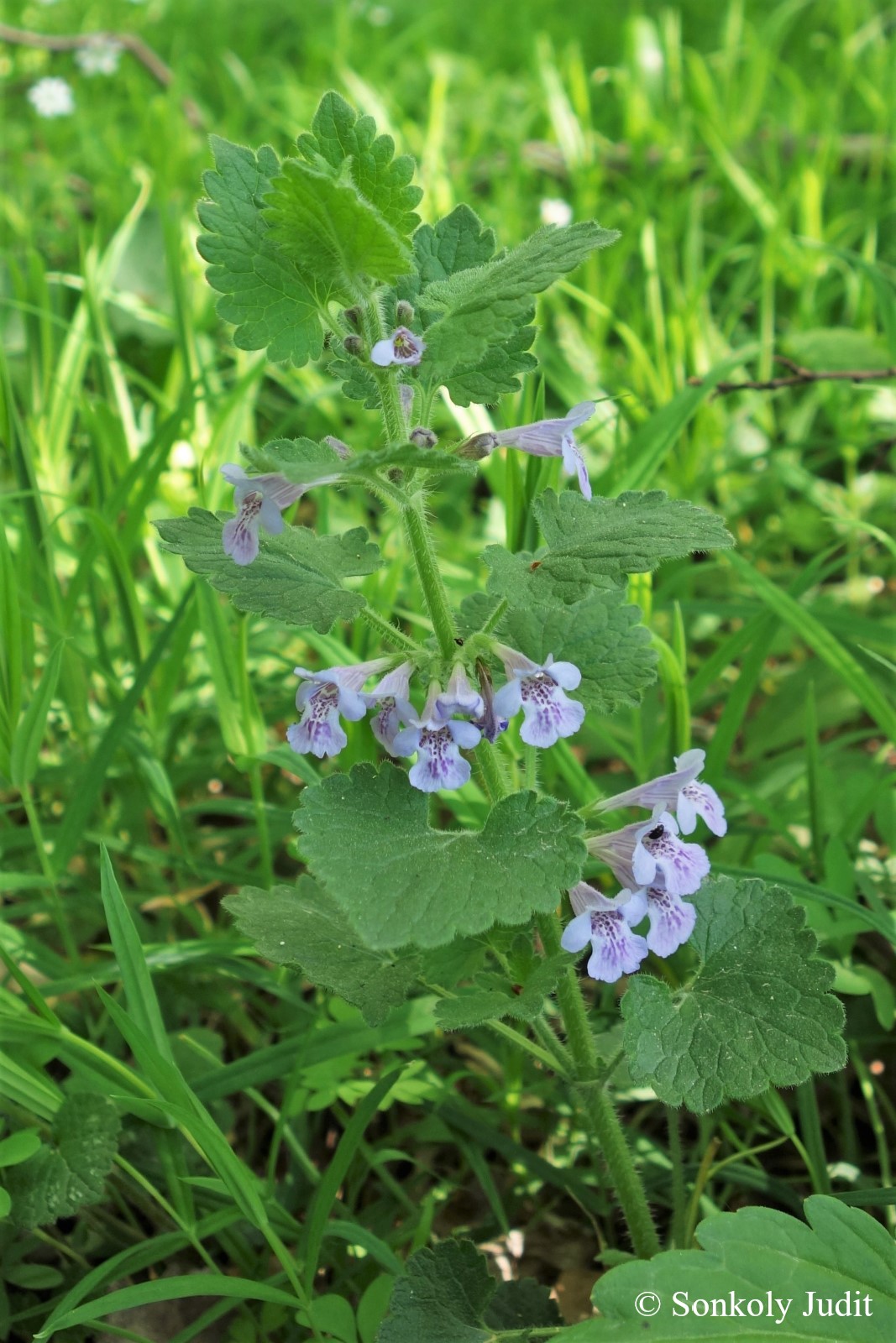 Glechoma hirsuta Waldst. et Kit.