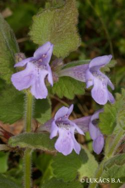 Glechoma hirsuta Waldst. et Kit. 3.Image