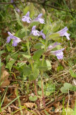 Glechoma hirsuta Waldst. et Kit. 2.Image