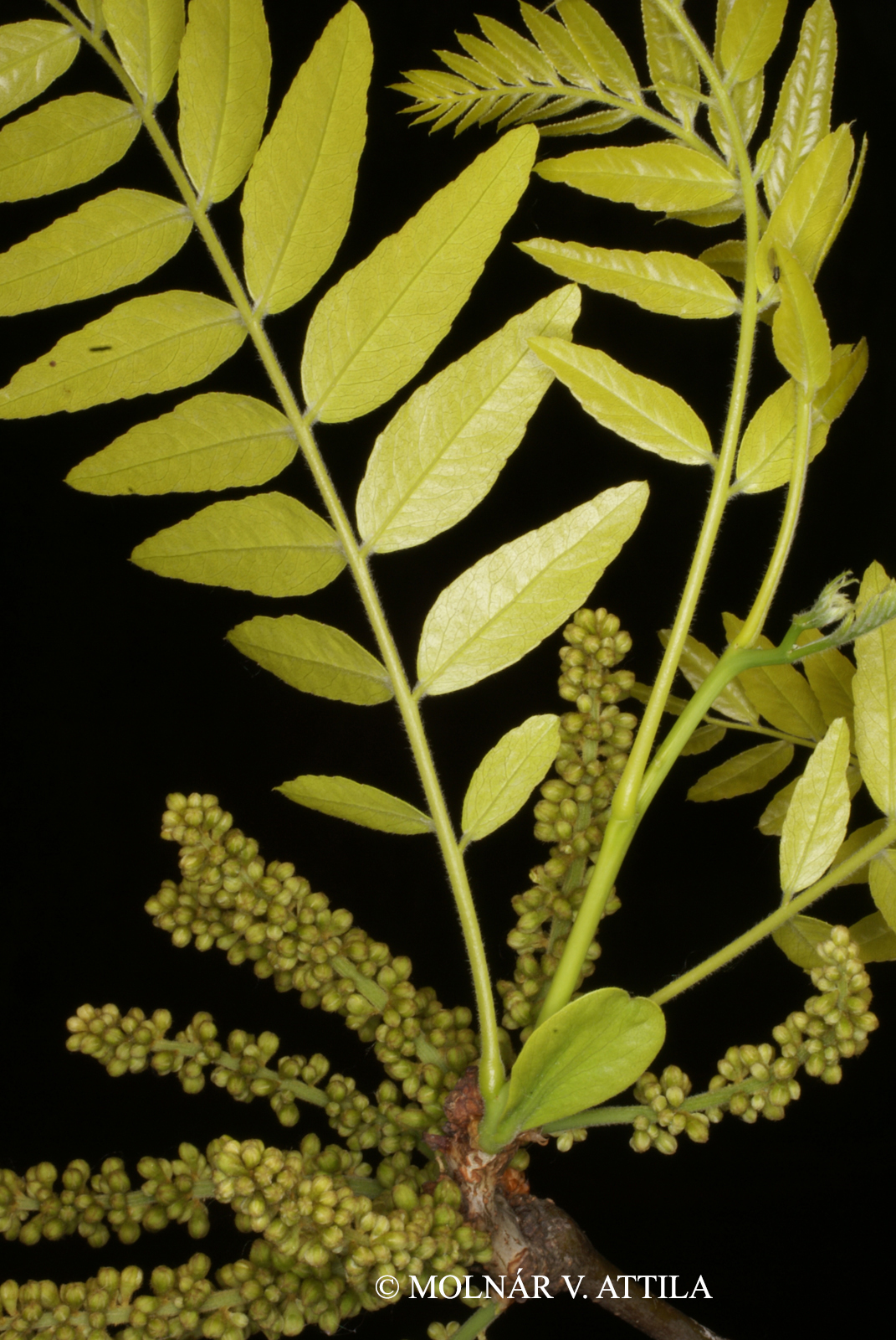 Gleditsia triacanthos L.