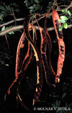 Gleditsia triacanthos L. 2.Kép