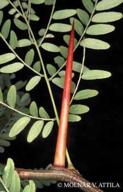 Gleditsia triacanthos L. 3.Kép