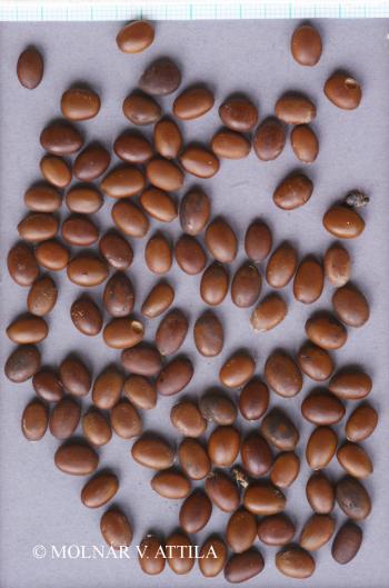 Gleditsia triacanthos L. 4.Kép